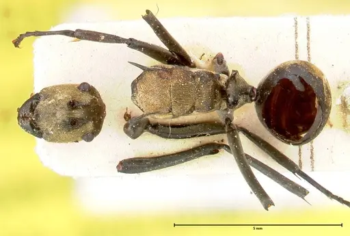 Polyrhachis decipiens specimen FOCOL0457 image focol0457_1