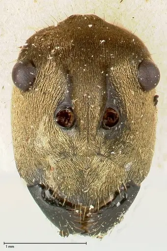 Polyrhachis decipiens specimen FOCOL0457 image focol0457_2