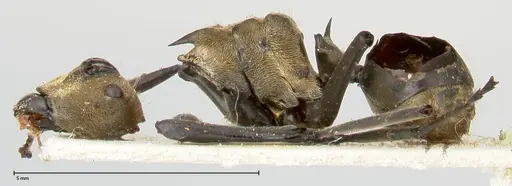 Polyrhachis decipiens specimen FOCOL0457 image focol0457_3