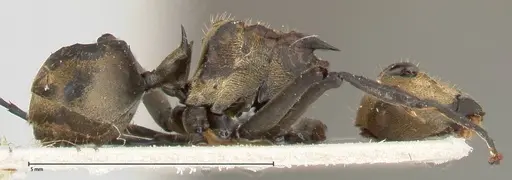 Polyrhachis decipiens specimen FOCOL0457 image focol0457_4