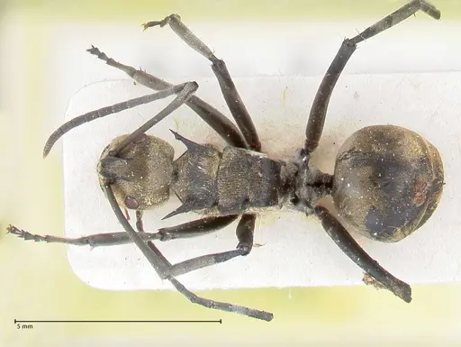 Polyrhachis decipiens specimen FOCOL2618 image focol2618_1