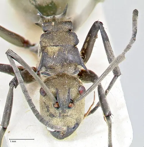 Polyrhachis decipiens specimen FOCOL2618 image focol2618_2