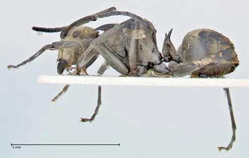 Polyrhachis decipiens specimen FOCOL2618 image focol2618_3