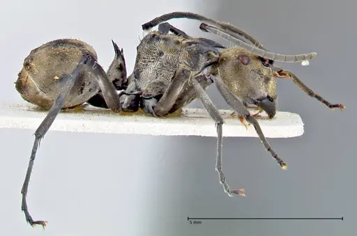 Polyrhachis decipiens specimen FOCOL2618 image focol2618_4