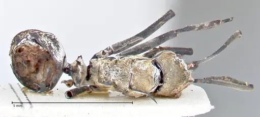 Polyrhachis decipiens specimen FOCOL2619 image focol2619_1