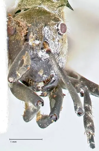Polyrhachis decipiens specimen FOCOL2619 image focol2619_2