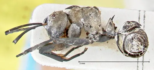 Polyrhachis decipiens specimen FOCOL2619 image focol2619_3