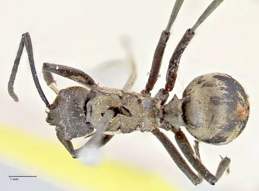 Polyrhachis decipiens specimen FOCOL2623 image focol2623_1