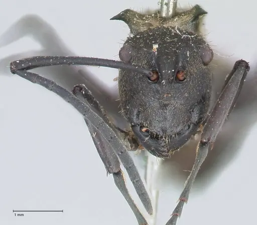 Polyrhachis decipiens specimen FOCOL2623 image focol2623_2