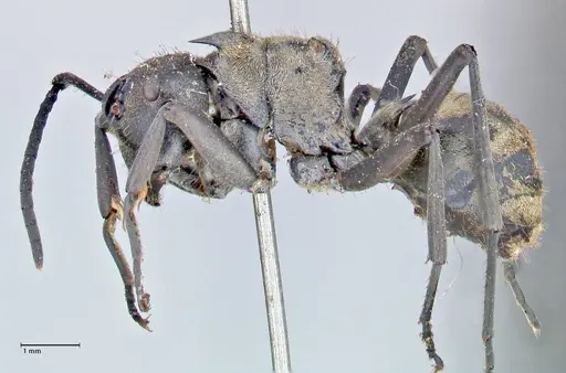 Polyrhachis decipiens specimen FOCOL2623 image focol2623_3