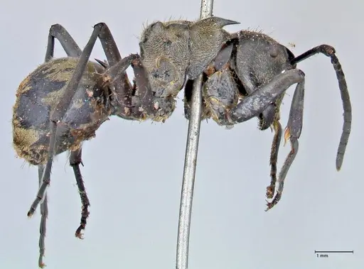 Polyrhachis decipiens specimen FOCOL2623 image focol2623_4
