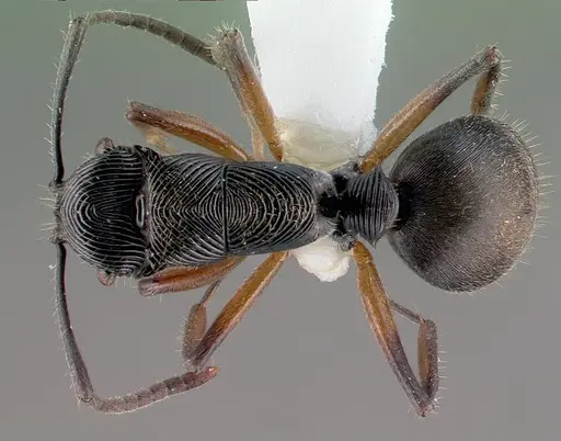 Polyrhachis decora specimen CASENT0009238 image casent0009238_1