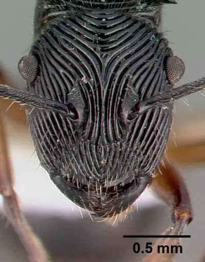Polyrhachis decora specimen CASENT0009238 image casent0009238_2