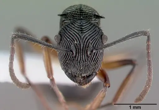 Polyrhachis decora specimen CASENT0009238 image casent0009238_3