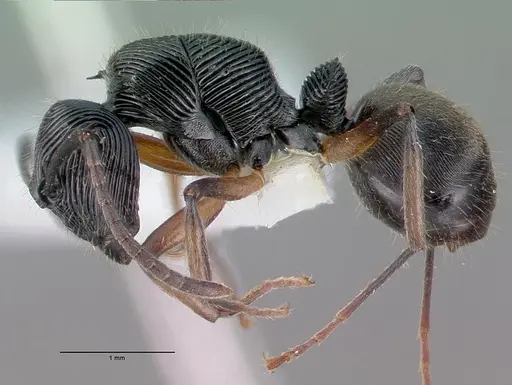 Polyrhachis decora specimen CASENT0009238 image casent0009238_4