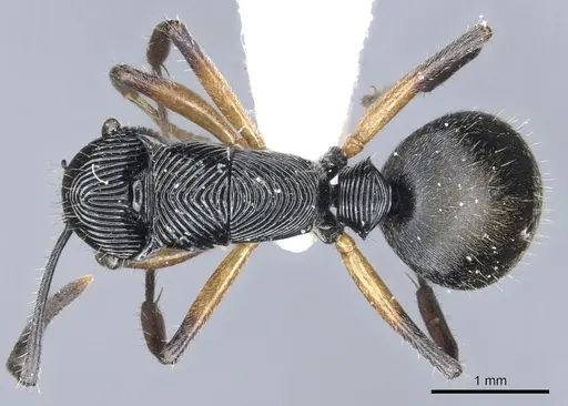 Polyrhachis decora specimen CASENT0903316 image casent0903316_1