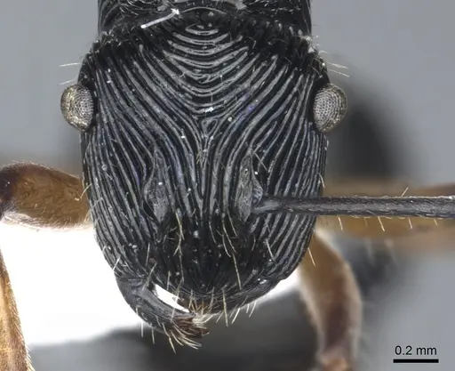 Polyrhachis decora specimen CASENT0903316 image casent0903316_2