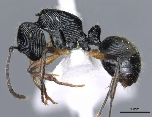 Polyrhachis decora specimen CASENT0903316 image casent0903316_3