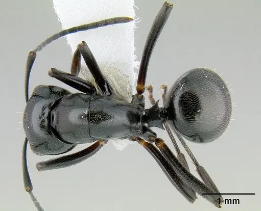 Polyrhachis decumbens specimen CASENT0106014 image casent0106014_1