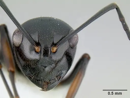 Polyrhachis decumbens specimen CASENT0106014 image casent0106014_2