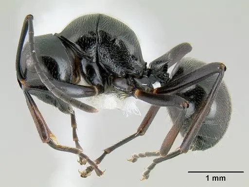 Polyrhachis decumbens specimen CASENT0106014 image casent0106014_3