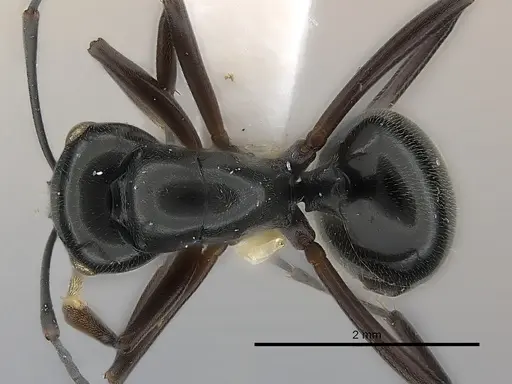 Polyrhachis decumbens specimen CASENT0217424 image casent0217424_1