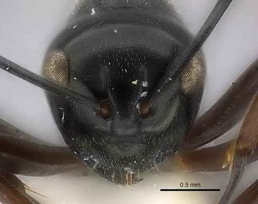 Polyrhachis decumbens specimen CASENT0217424 image casent0217424_2