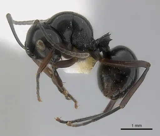 Polyrhachis decumbens specimen CASENT0217424 image casent0217424_3