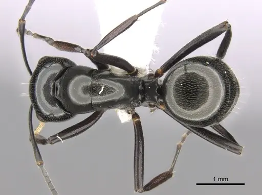 Polyrhachis decumbens specimen CASENT0281364 image casent0281364_1