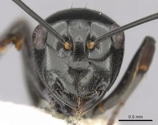 Polyrhachis decumbens specimen CASENT0281364 image casent0281364_2