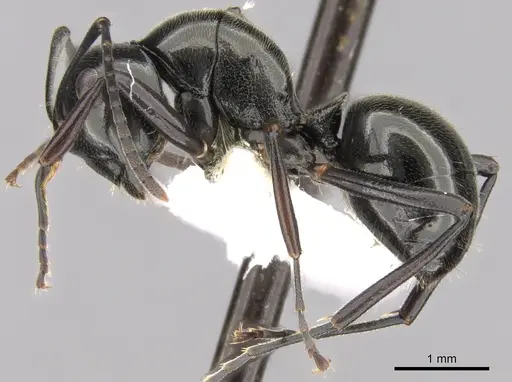 Polyrhachis decumbens specimen CASENT0281364 image casent0281364_3