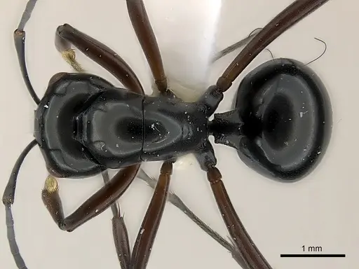 Polyrhachis delicata specimen CASENT0217425 image casent0217425_1
