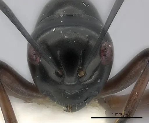 Polyrhachis delicata specimen CASENT0217425 image casent0217425_2