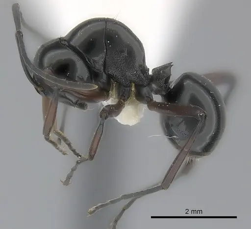 Polyrhachis delicata specimen CASENT0217425 image casent0217425_3