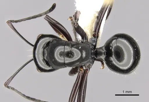 Polyrhachis delicata specimen CASENT0281363 image casent0281363_1