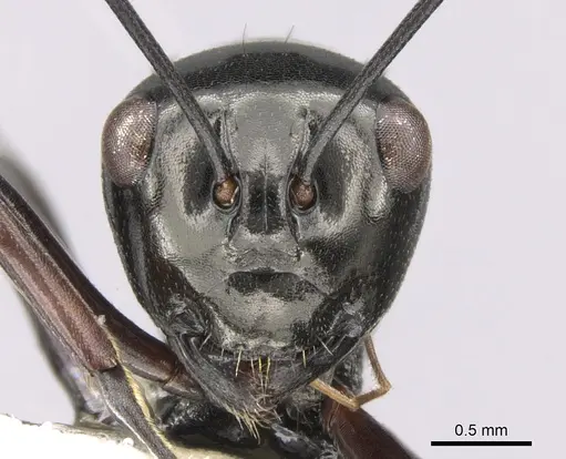 Polyrhachis delicata specimen CASENT0281363 image casent0281363_2
