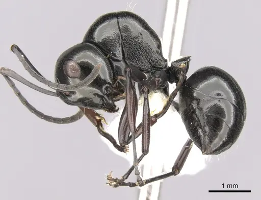 Polyrhachis delicata specimen CASENT0281363 image casent0281363_3
