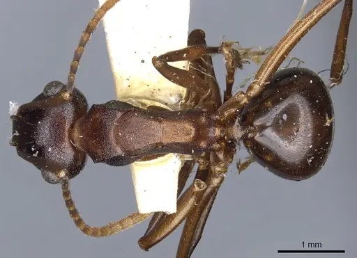 Polyrhachis delicata specimen CASENT0903325 image casent0903325_1