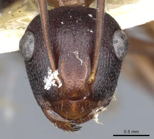 Polyrhachis delicata specimen CASENT0903325 image casent0903325_2