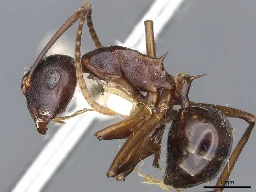Polyrhachis delicata specimen CASENT0903325 image casent0903325_3