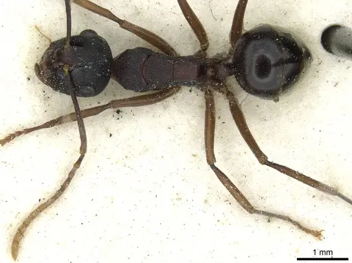Polyrhachis delicata specimen CASENT0912163 image casent0912163_1