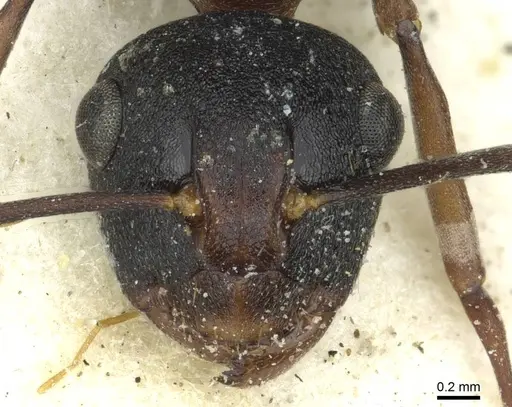 Polyrhachis delicata specimen CASENT0912163 image casent0912163_2