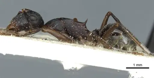 Polyrhachis delicata specimen CASENT0912163 image casent0912163_3