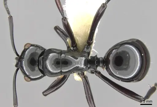 Polyrhachis demangei specimen CASENT0906788 image casent0906788_1