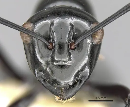 Polyrhachis demangei specimen CASENT0906788 image casent0906788_2