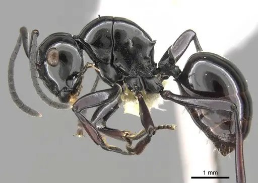 Polyrhachis demangei specimen CASENT0906788 image casent0906788_3