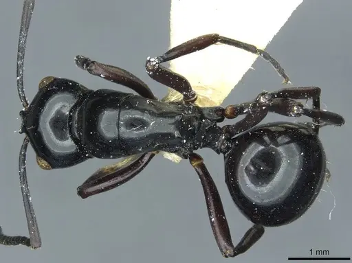 Polyrhachis demangei specimen CASENT0912100 image casent0912100_1