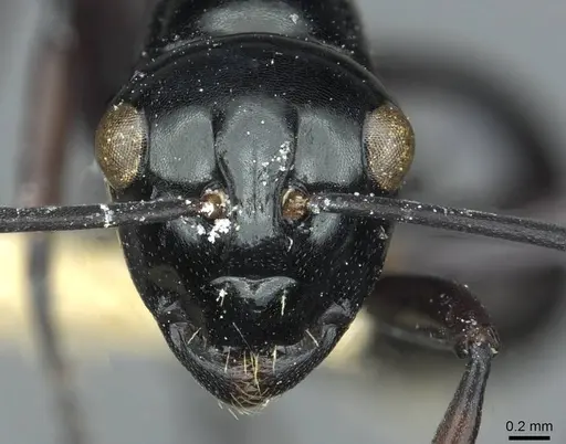 Polyrhachis demangei specimen CASENT0912100 image casent0912100_2
