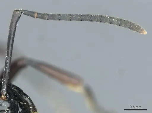 Polyrhachis demangei specimen CASENT0912100 image casent0912100_3