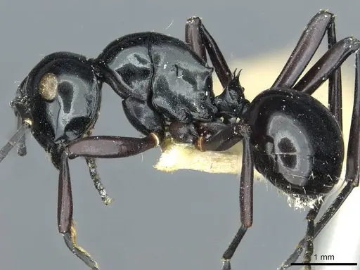 Polyrhachis demangei specimen CASENT0912100 image casent0912100_4